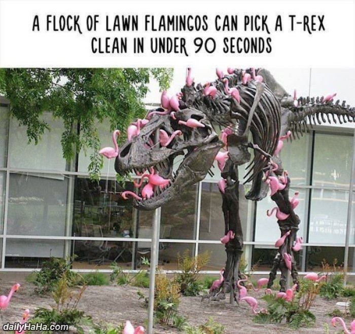 a flock of flamingos funny picture