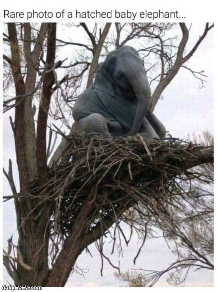 a hatched baby elephant funny picture