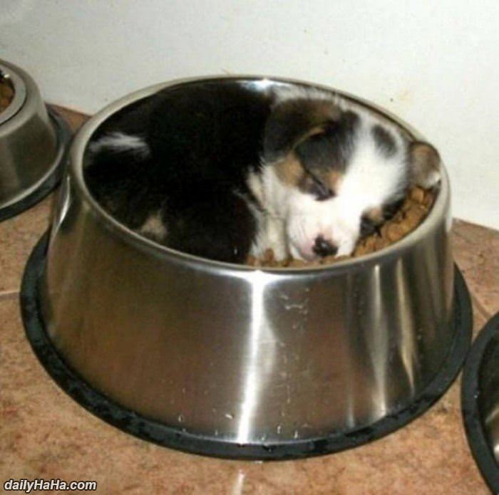 a nice place for a little nap funny picture