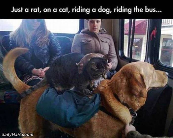 a rat on a cat on a dog funny picture