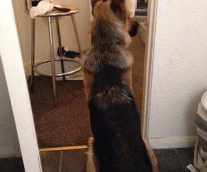 a real guard dog funny picture