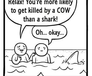 a shark funny picture