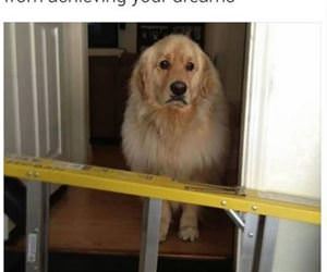 a small obstacle funny picture