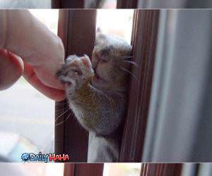 A Squirrels Story Funny Pictures