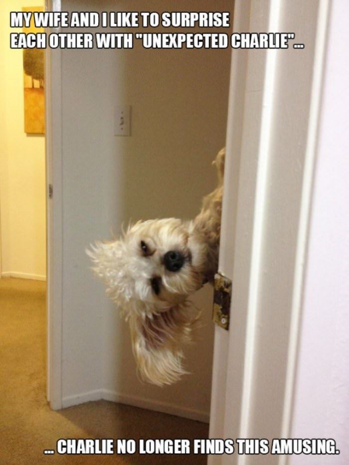 a surprise charlie funny picture