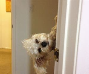 a surprise charlie funny picture