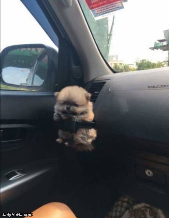 a tiny puppy holder funny picture