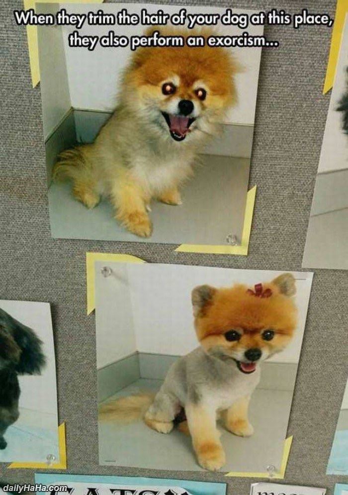 a trim and more funny picture