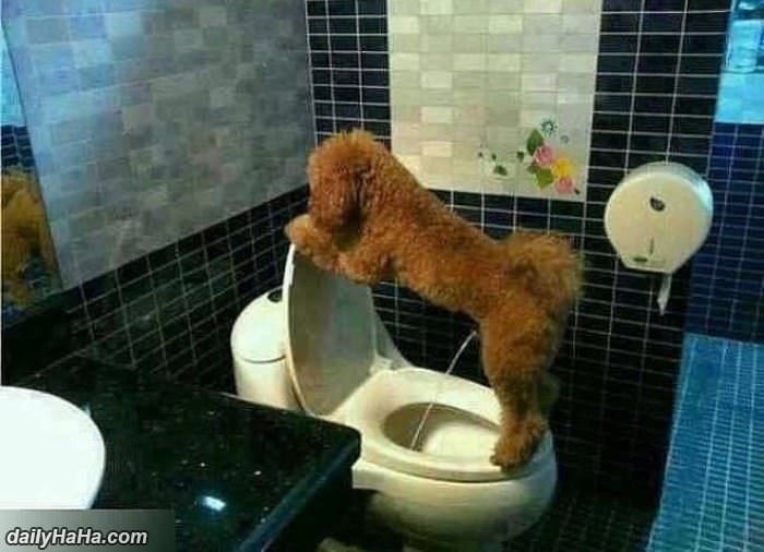a very potty trained dog funny picture