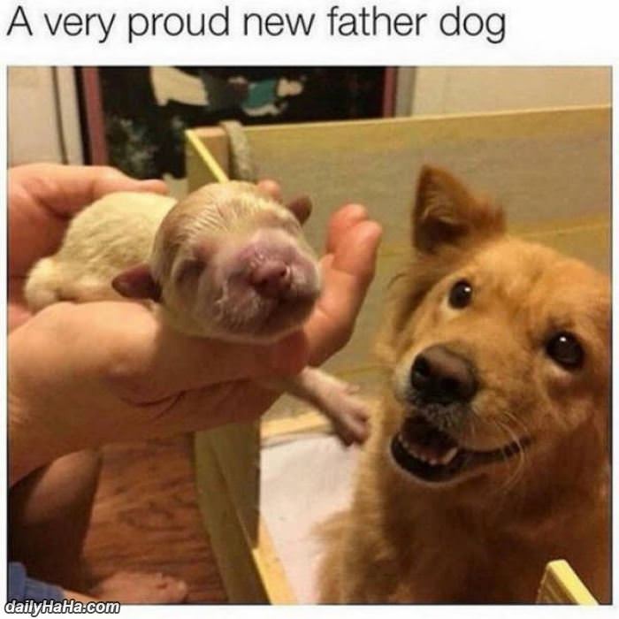 a very proud new father dog funny picture