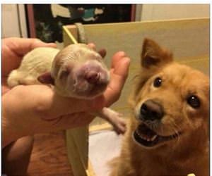 a very proud new father dog funny picture