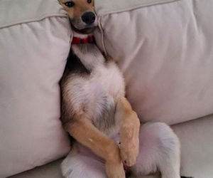 adopted a kangaroo funny picture