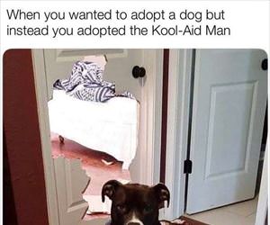 adopting a dog