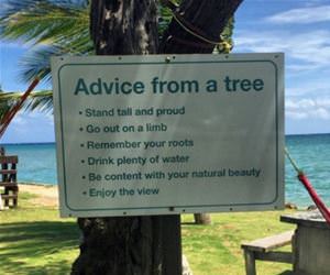 advice from a tree funny picture