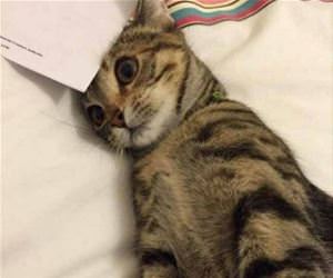 after i open my bills funny picture