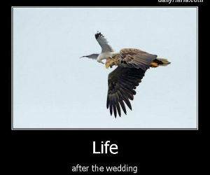 after the wedding funny picture