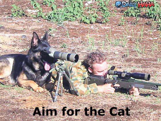 Aim for Cats