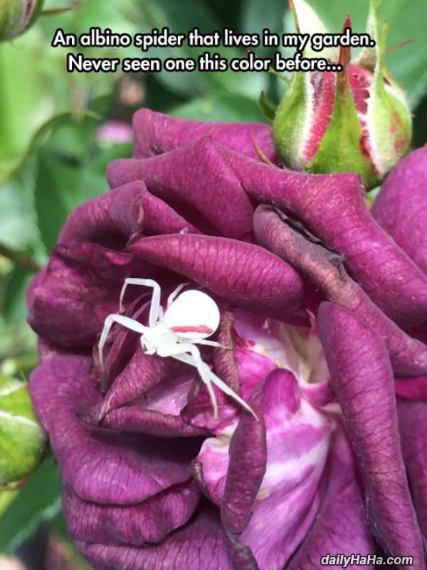 albino spider funny picture
