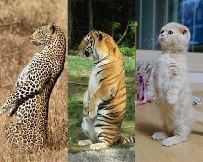 all cats are the same