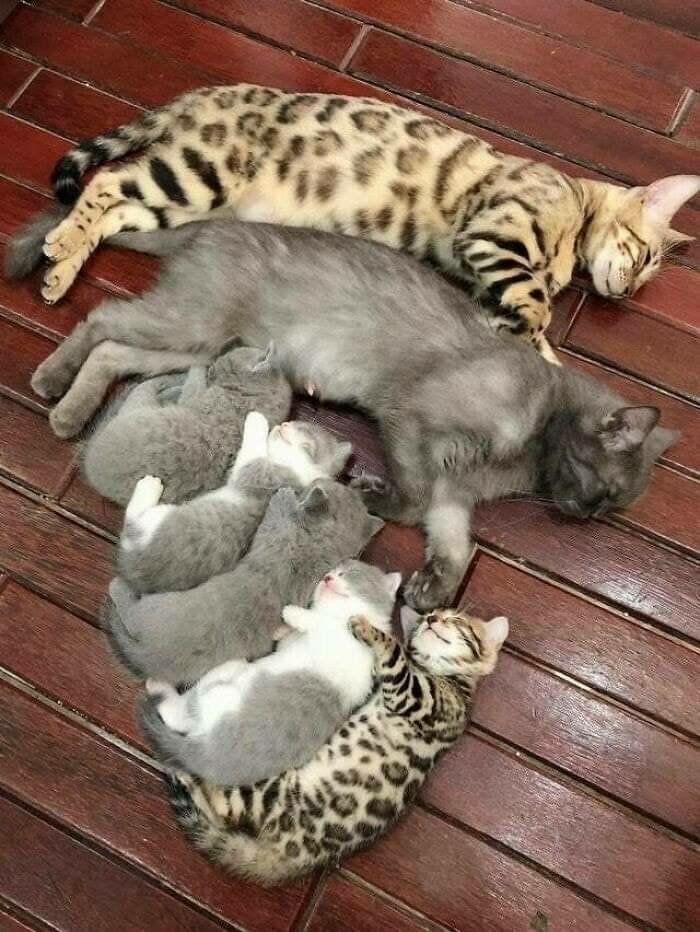 all kinds of kitties