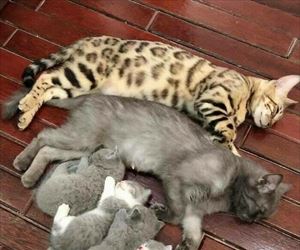 all kinds of kitties