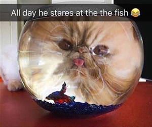 all day he stares at the fish funny picture