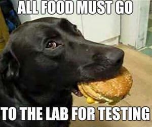 all food must be tested funny picture