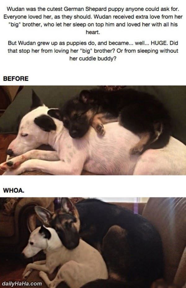 all grown up funny picture