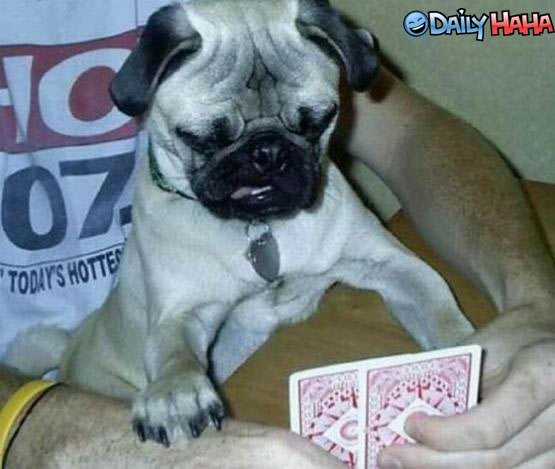 Pug playing cards