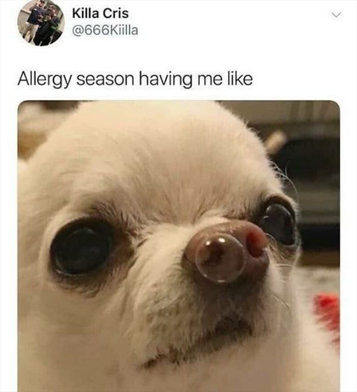 allergy season