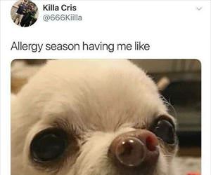 allergy season