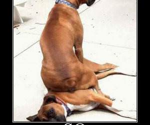 Alpha Male funny pictures