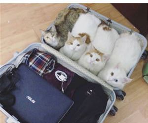 always pack essentials funny picture