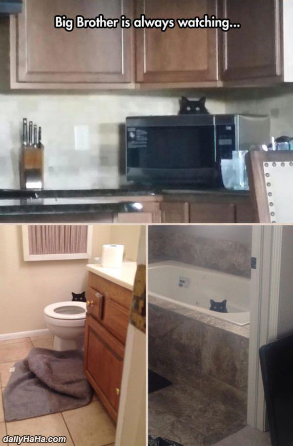 always watching funny picture