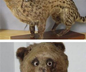 amazing taxidermy funny picture