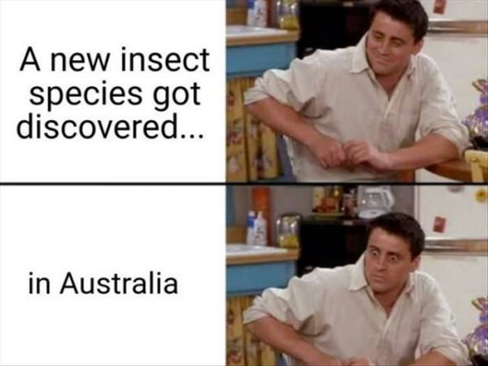 an insect