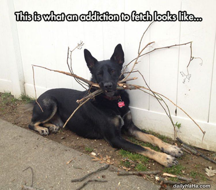 an addiction to fetch funny picture
