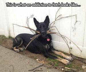 an addiction to fetch funny picture