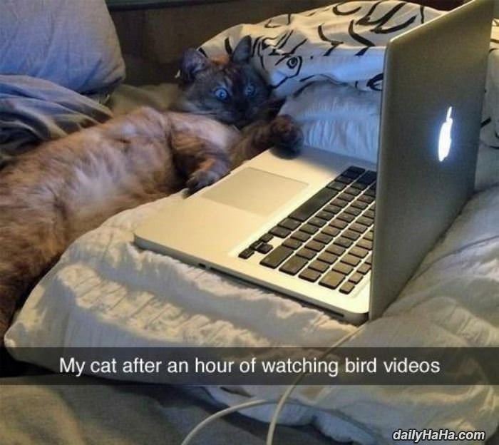 an hour of watching bird videos funny picture