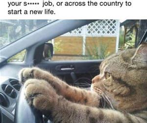 an important decision funny picture