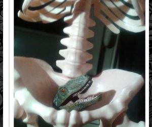 Anatomical Representation funny picture