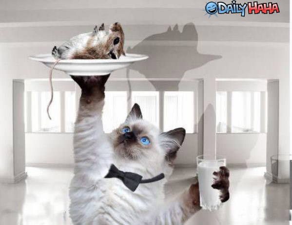 Cat Dinner is Served