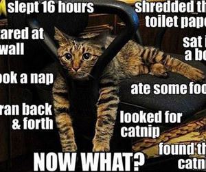 and now what funny picture