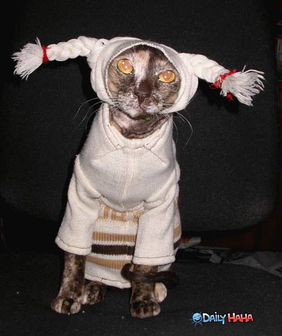 Angry Cat Costume