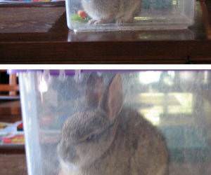 angry rabbit funny picture