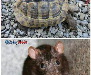 Animal Compilation Funny Picture