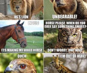 Animal Puns funny picture