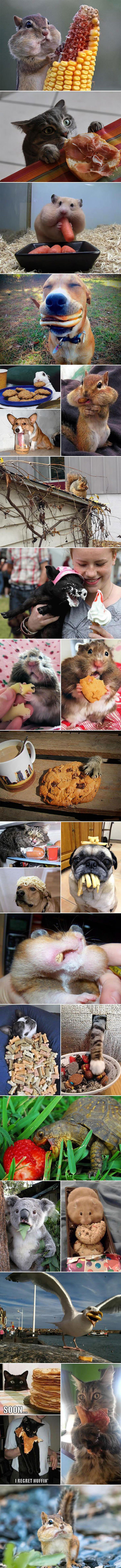 animals eating funny picture