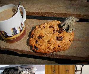 animals eating funny picture