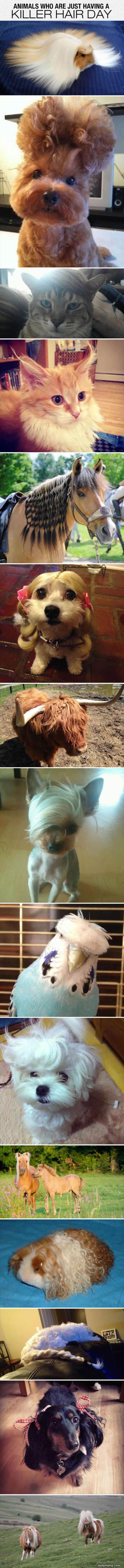 animals having killer hair day funny picture